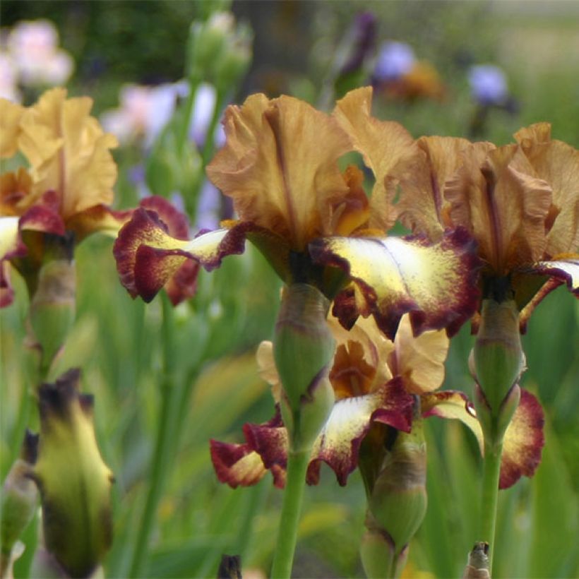 Iris germanica Flamenco (Floração)