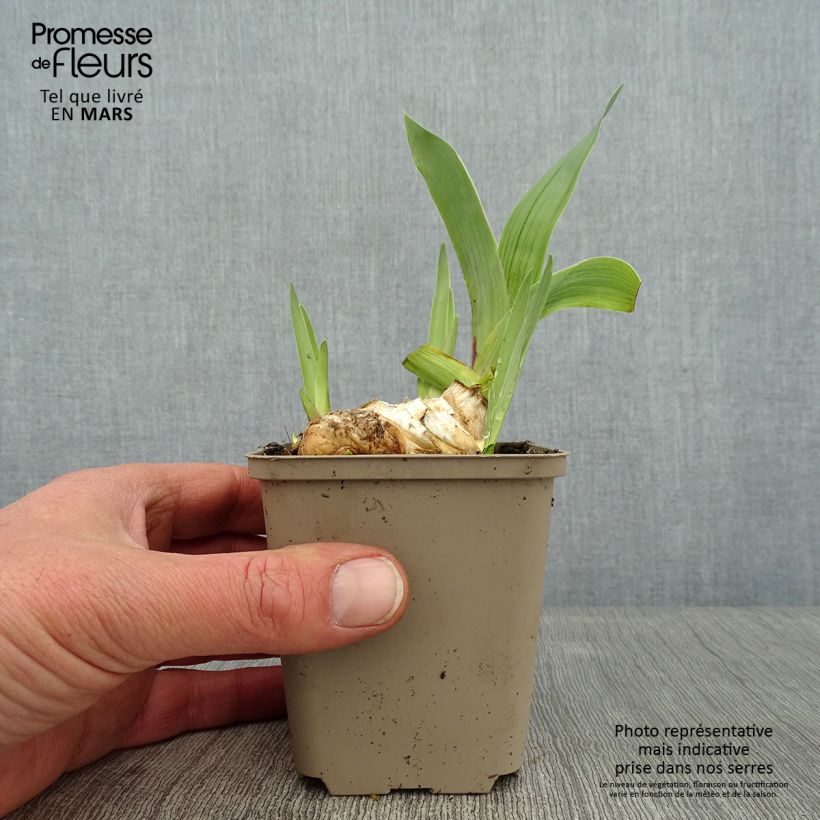 Amostra de Iris germanica Flamenco - Burgundy Brown - Iris des Jardins Vaso de 8/9 cm tal como entregue no inverno