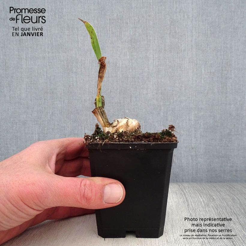 Amostra de Iris germanica Frappé - Iris des Jardins remontant Godet de 8/9 cm tal como entregue no inverno