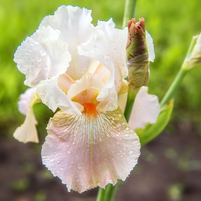 Iris germanica Frappé (Floração)
