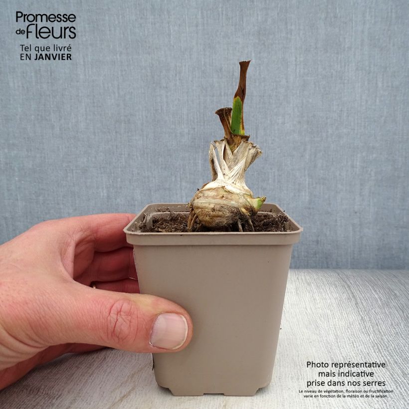 Amostra de Iris germanica Fringe of Gold - Iris des Jardins Godet de 8/9 cm tal como entregue no inverno