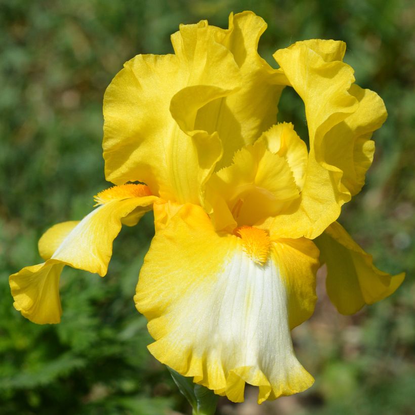 Iris germanica Fringe of Gold (Floração)