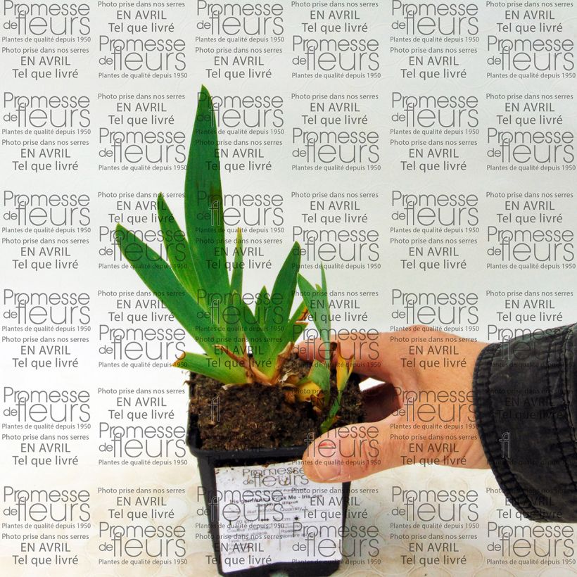 Exemplo de amostra de Iris germanica Frisk Me - Iris des Jardins Lilliput Vaso de 8/9 cm tal como entregue