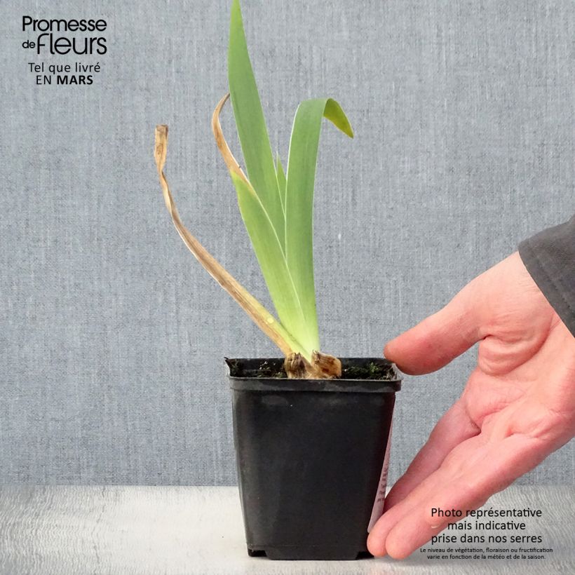 Amostra de Iris germanica Frison Vaso de 8/9 cm tal como entregue na primavera