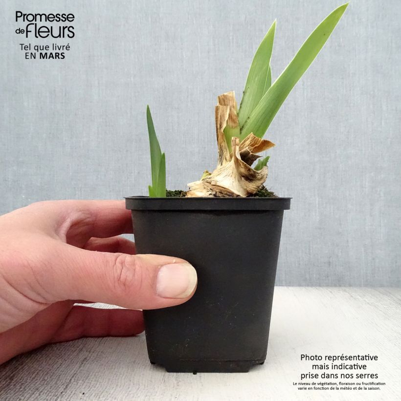 Amostra de Iris germanica Galopade Vaso de 8/9 cm tal como entregue na primavera