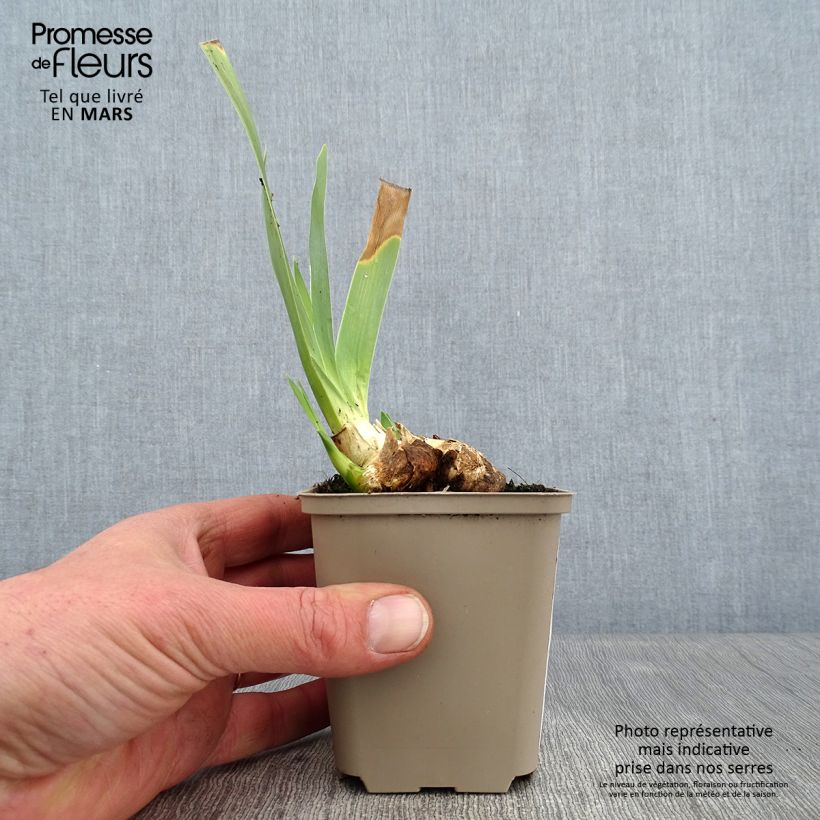 Amostra de Iris germanica Galopade - Grand Iris des Jardins Godet de 8/9 cm tal como entregue no inverno