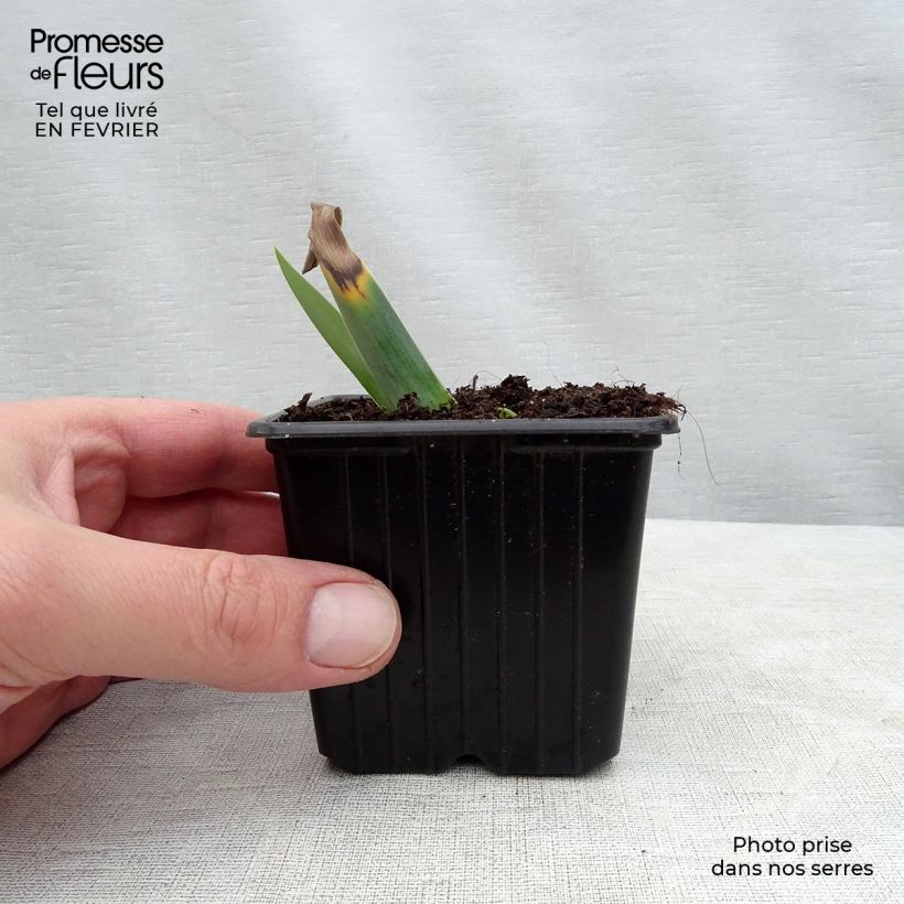 Amostra de Iris germanica Gamay  Vaso de 8/9 cm tal como entregue no inverno