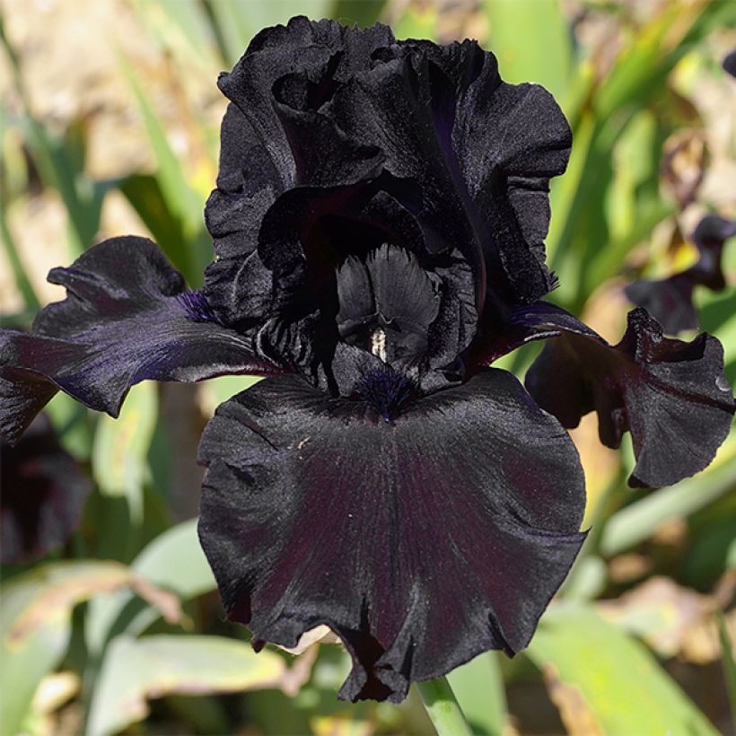 Iris germanica Ghost Train (Floração)
