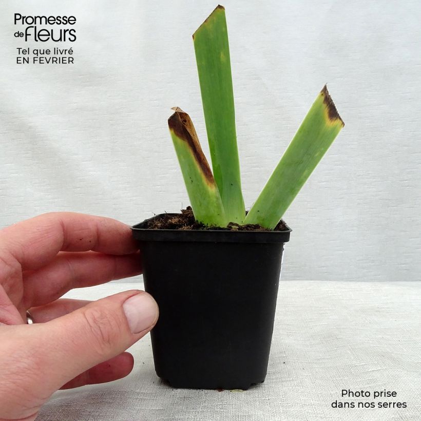 Amostra de Iris germanica Ghost Train - Iris des Jardins Vaso de 8/9 cm tal como entregue no inverno