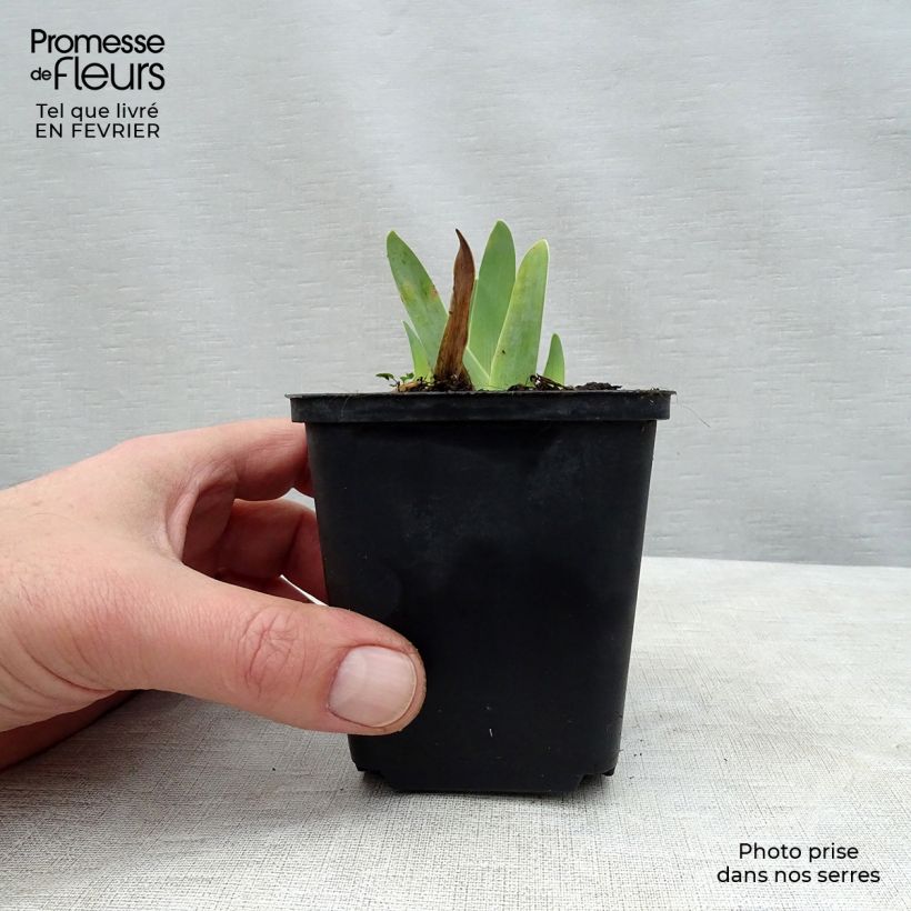 Amostra de Iris germanica Gipsy Romance Vaso de 8/9 cm tal como entregue no inverno