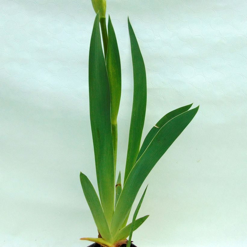 Iris germanica Gnu Blues (Folhagem)