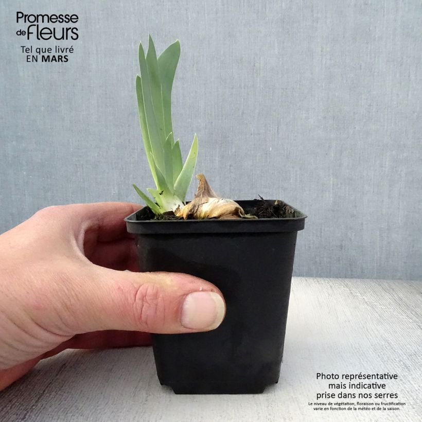 Amostra de Iris germanica Gnu Blues Vaso de 8/9 cm tal como entregue na primavera
