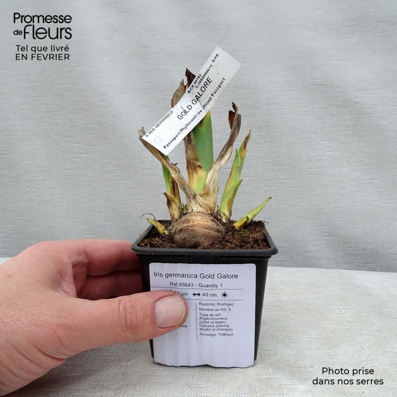 Amostra de Iris germanica Gold Galore Vaso de 8/9 cm tal como entregue no inverno