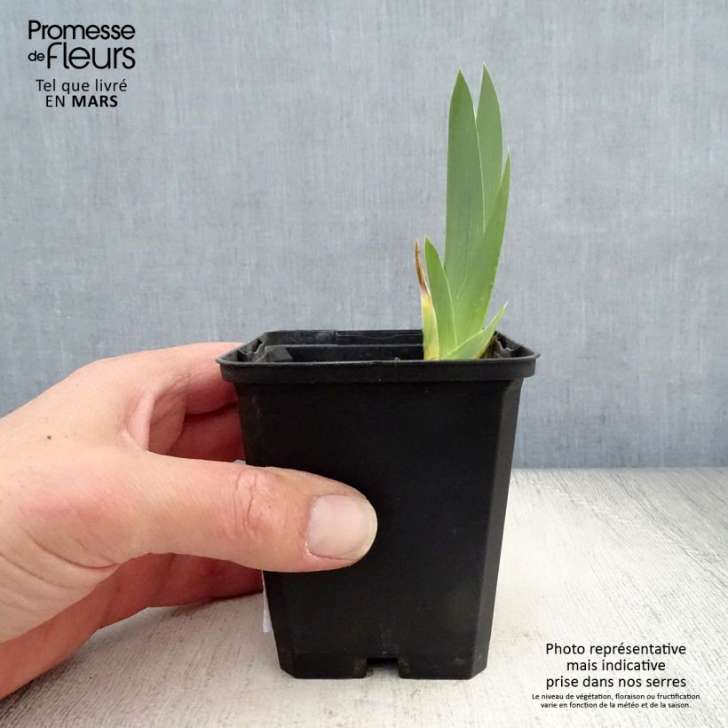 Amostra de Iris germanica Gold Galore Vaso de 8/9 cm tal como entregue na primavera