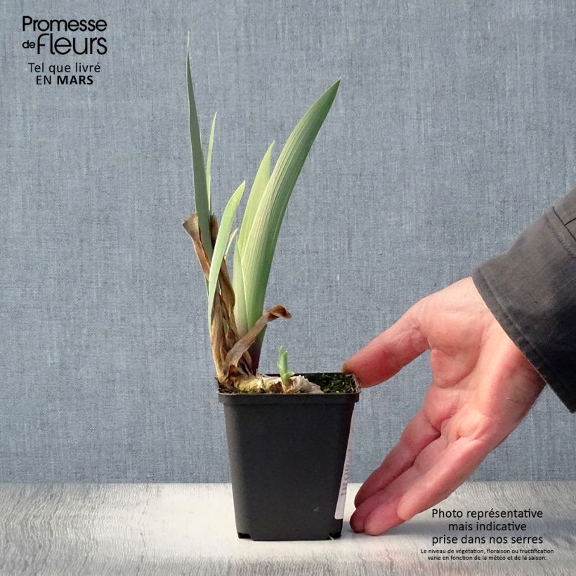 Amostra de Iris germanica Golden Immortal Vaso de 8/9 cm tal como entregue na primavera