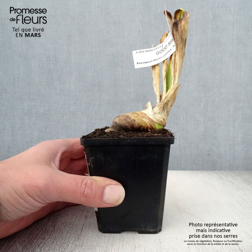 Amostra de Iris germanica Good Show - Iris des Jardins Vaso de 8/9 cm tal como entregue na primavera