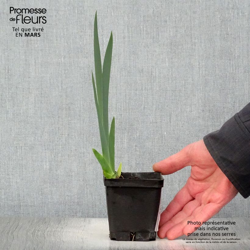 Amostra de Iris germanica Grand Canari Vaso de 8/9 cm tal como entregue na primavera