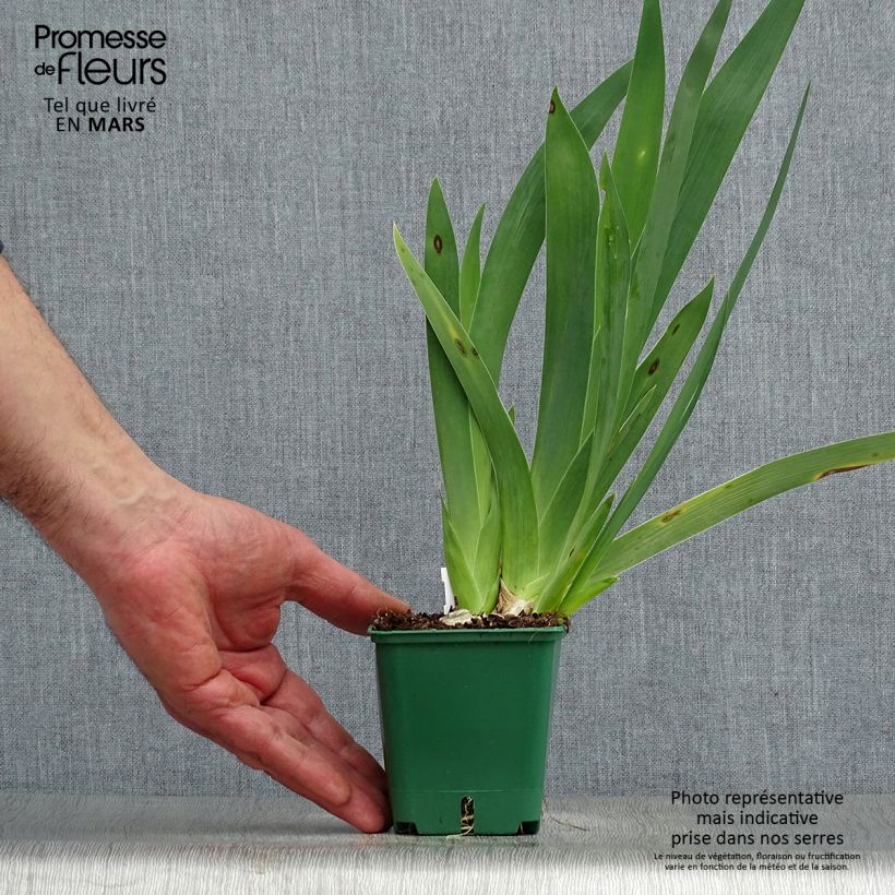 Amostra de Iris germanica Harbor Blue - Iris des jardins Rizoma, calibre 4/6 tal como entregue na primavera