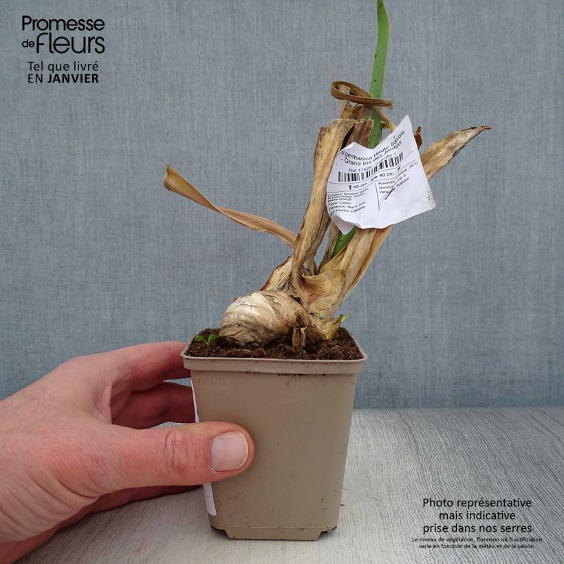 Amostra de Iris germanica Haute Savoie - Grand Iris des Jardins Godet de 8/9 cm tal como entregue no inverno