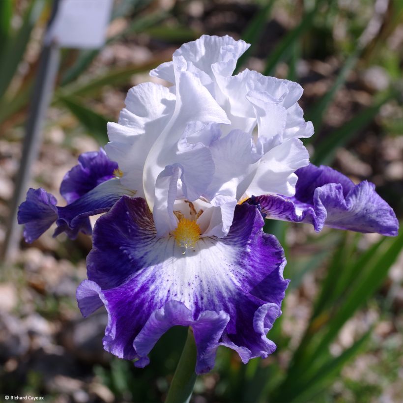 Iris germanica Haute Savoie (Floração)