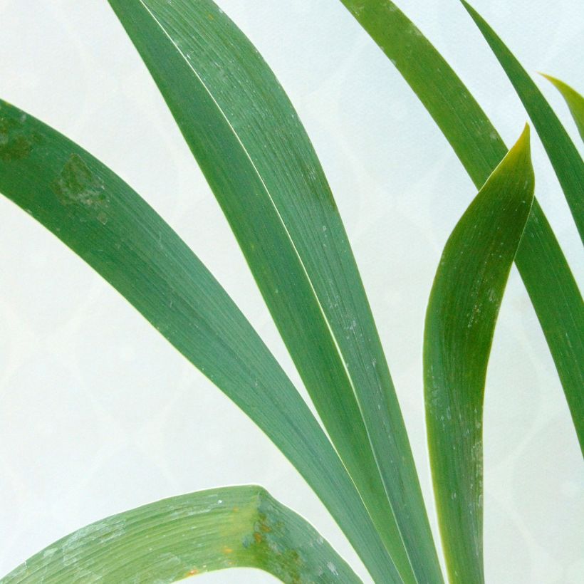 Iris germanica High Stakes (Folhagem)