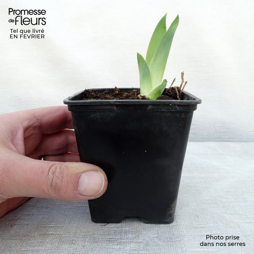 Amostra de Iris germanica High Stakes - Iris des Jardins Vaso de 8/9 cm tal como entregue no inverno