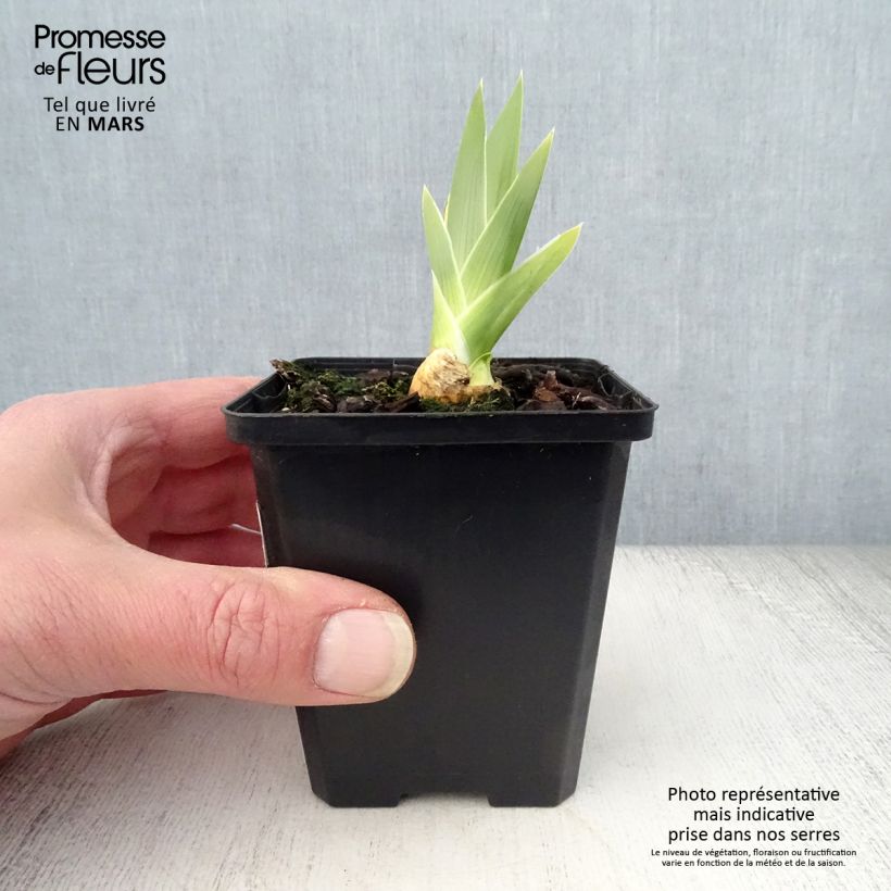 Amostra de Iris germanica High Stakes Vaso de 8/9 cm tal como entregue na primavera