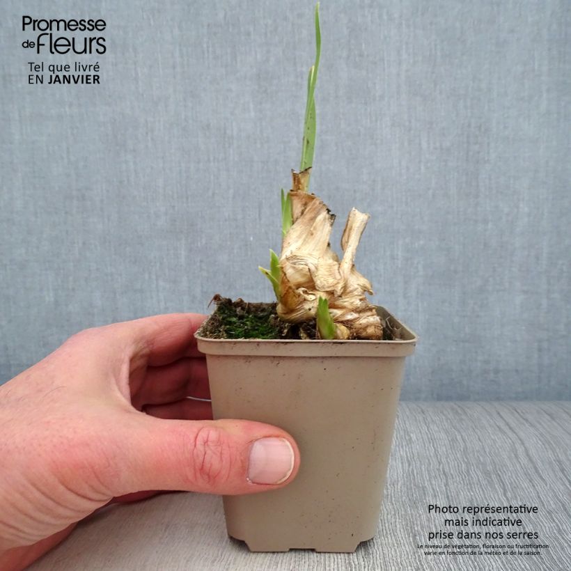 Amostra de Iris germanica Hissy Fit - Iris des Jardins intermédiaire Godet de 8/9 cm tal como entregue no inverno