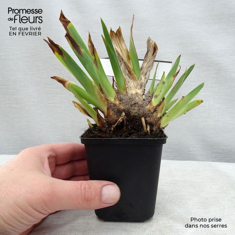 Amostra de Iris germanica Huckleberry Fudge - Iris des jardins Vaso de 8/9 cm tal como entregue no inverno