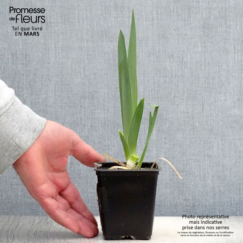 Amostra de Iris germanica Hysteria - Iris des Jardins Godet de 8/9 cm tal como entregue na primavera