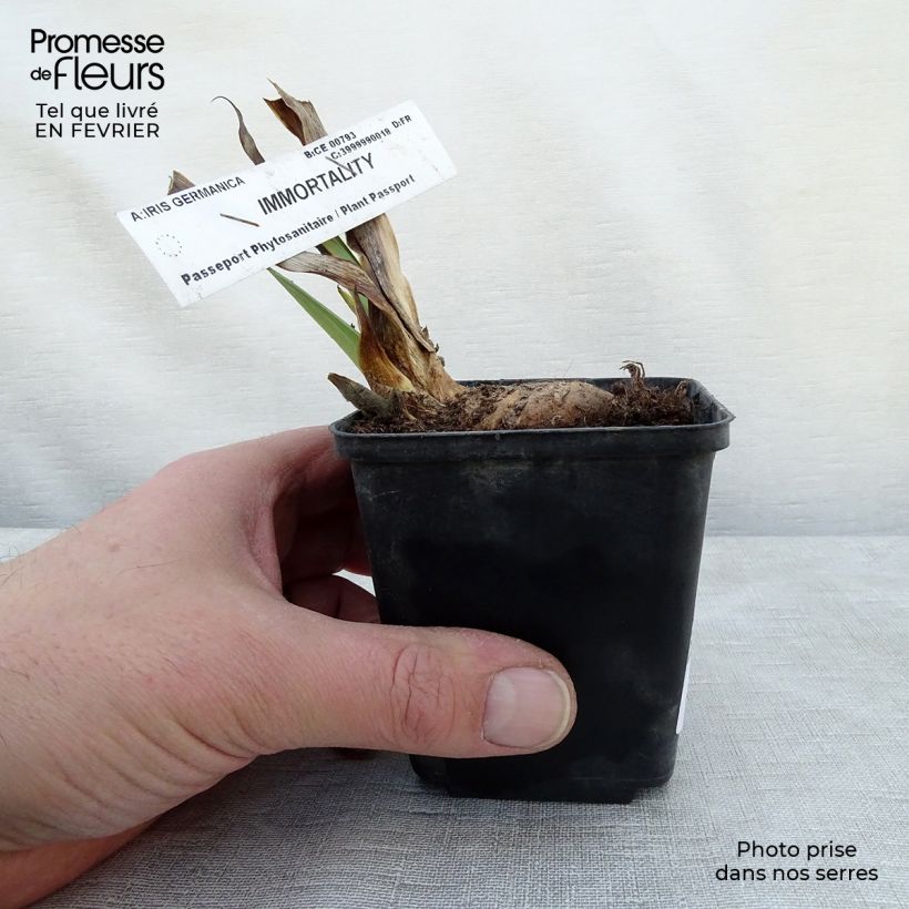 Amostra de Iris germanica Immortality Vaso de 8/9 cm tal como entregue no inverno
