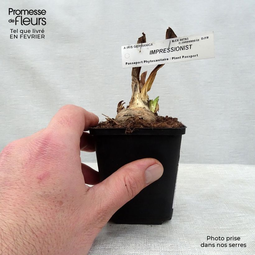 Amostra de Iris germanica Impressionist Vaso de 8/9 cm tal como entregue no inverno