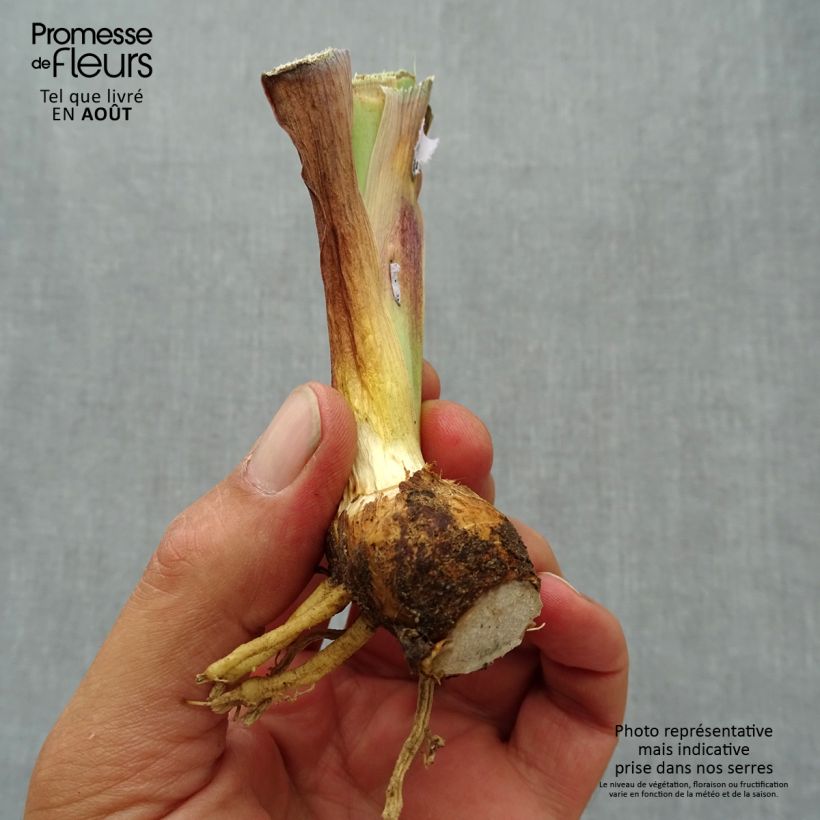 Amostra de Iris germanica Inferno Vaso de 8/9 cm tal como entregue no verão