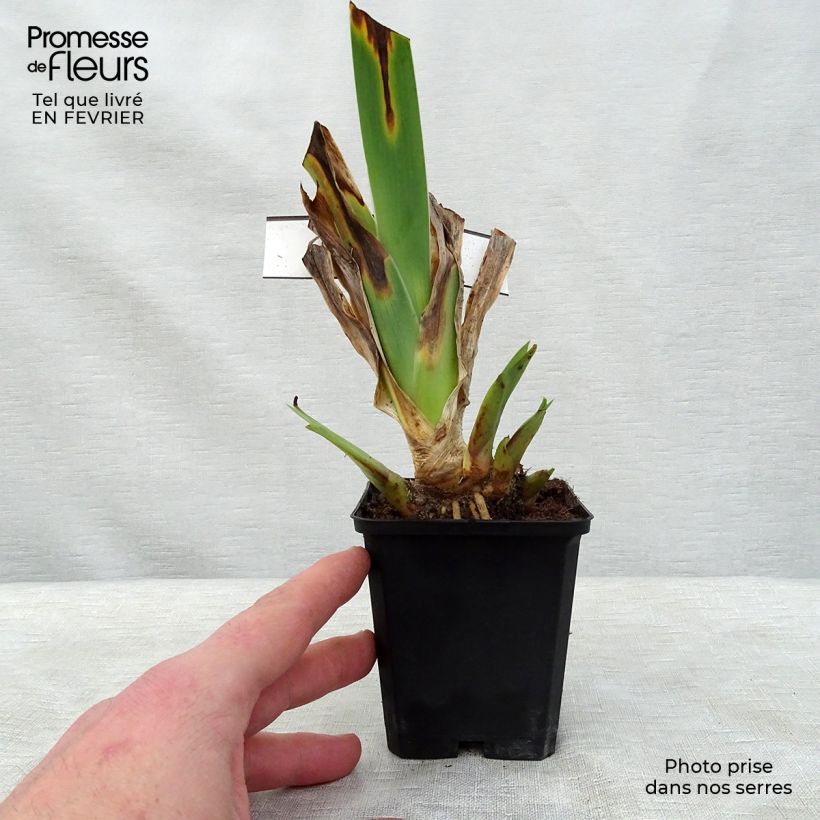 Amostra de Iris germanica Innocent Star - Iris des Jardins remontant. Vaso de 8/9 cm tal como entregue no inverno