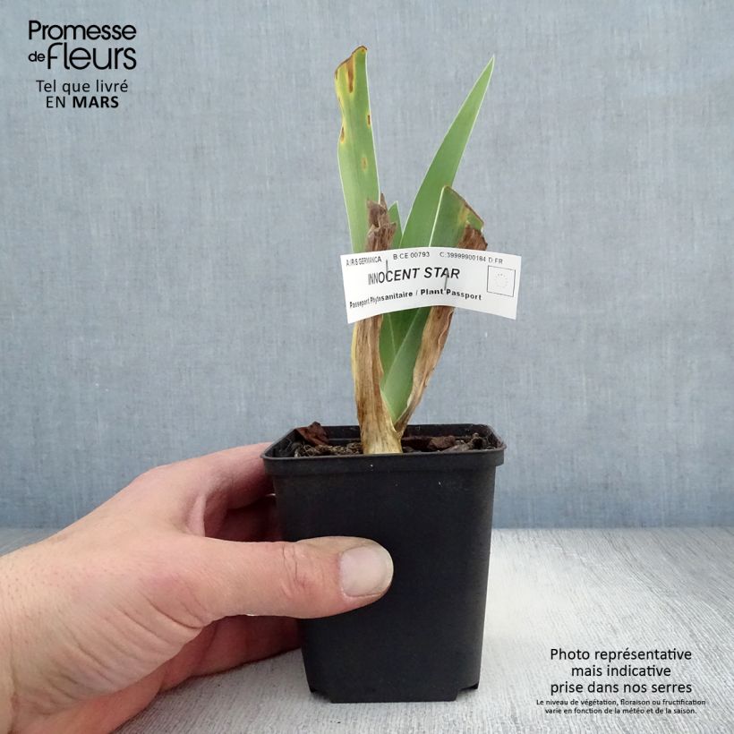 Amostra de Iris germanica Innocent Star Vaso de 8/9 cm tal como entregue na primavera