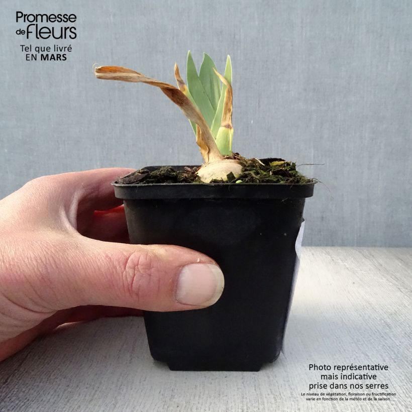Amostra de Iris germanica Irisades Vaso de 8/9 cm tal como entregue na primavera