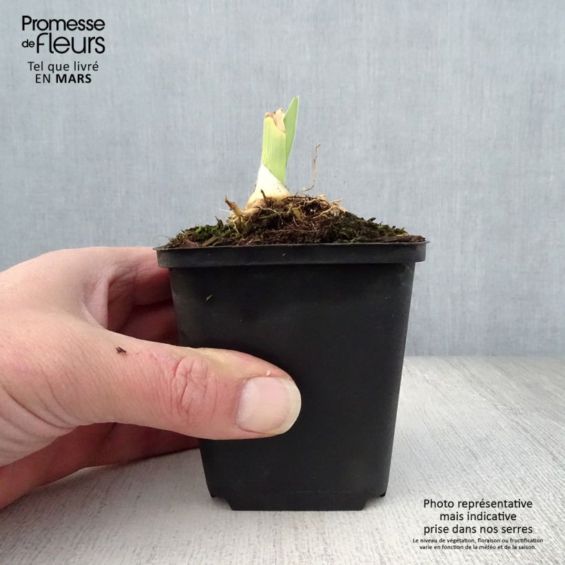 Amostra de Iris germanica Jacques Cœur Vaso de 8/9 cm tal como entregue na primavera