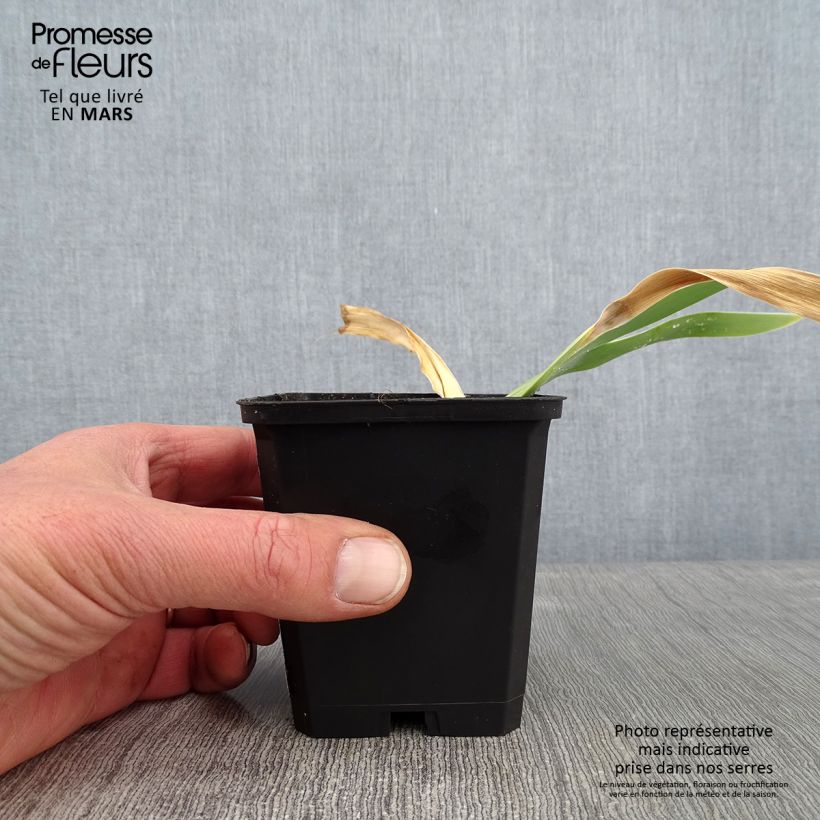 Amostra de Iris germanica Jacques Cœur - Grand Iris des Jardins Godet de 8/9 cm tal como entregue no inverno