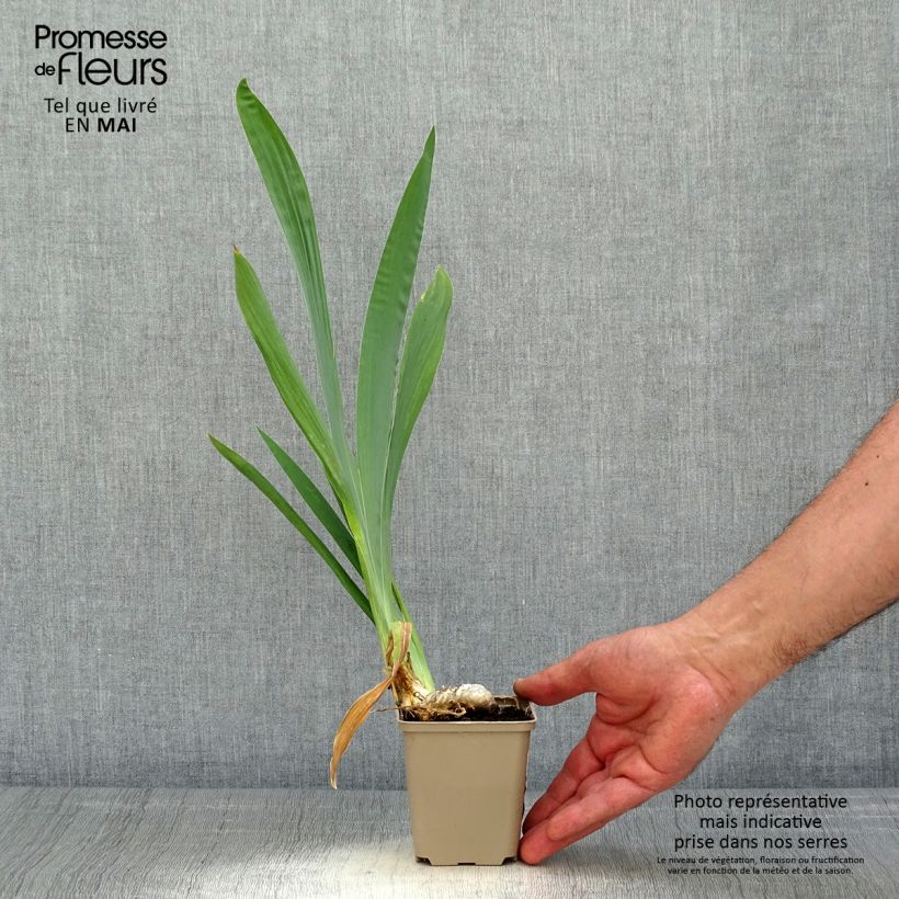 Amostra de Iris germanica Je Vole Vaso de 8/9 cm tal como entregue na primavera