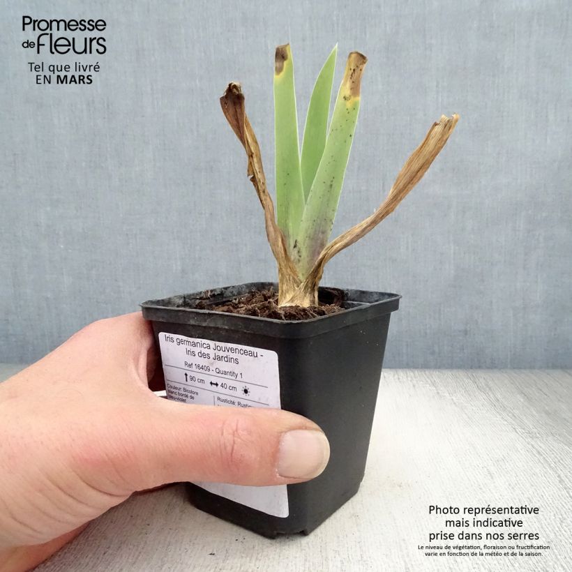 Amostra de Iris germanica Jouvenceau - Iris des Jardins Rhizome, Calibre 10/15, qualité extra tal como entregue na primavera