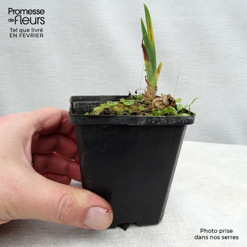 Amostra de Iris germanica Kinkajou Shrew Vaso de 8/9 cm tal como entregue no inverno