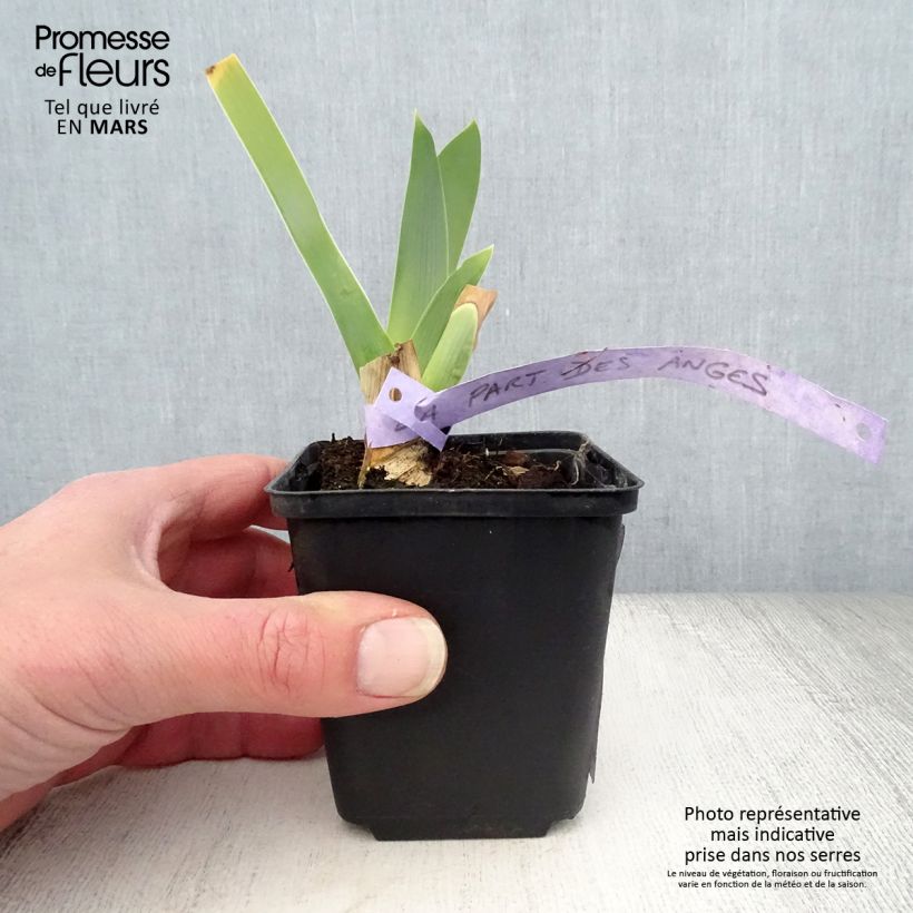 Amostra de Iris germanica La part des Anges Vaso de 8/9 cm tal como entregue na primavera