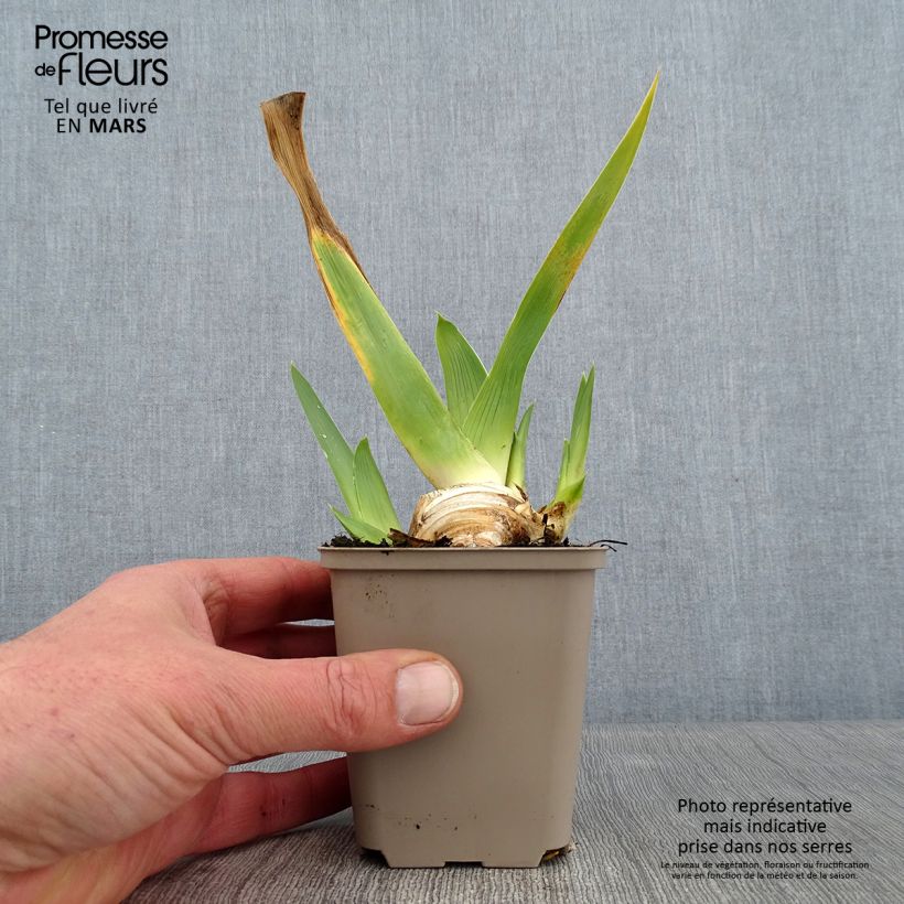 Amostra de Iris germanica La part des Anges - Iris des Jardins Godet de 8/9 cm tal como entregue no inverno