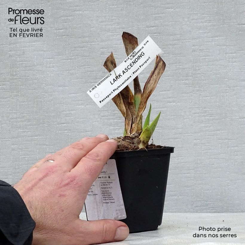 Amostra de Iris germanica Lark Ascending Vaso de 8/9 cm tal como entregue no inverno