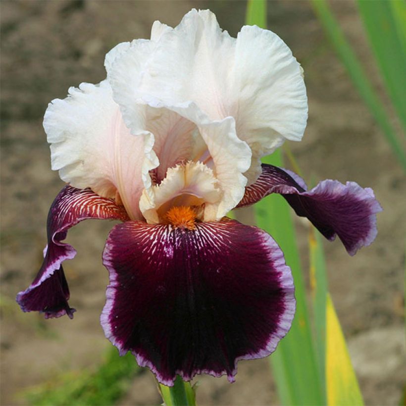 Iris germanica Latin Lady (Floração)