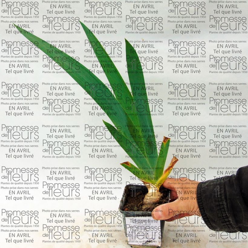 Exemplo de amostra de Iris germanica Let's Boogie - Iris des Jardins Vaso de 8/9 cm tal como entregue
