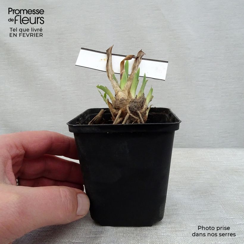 Amostra de Iris germanica Making Eyes - Iris des Jardins Lilliput Vaso de 8/9 cm tal como entregue no inverno
