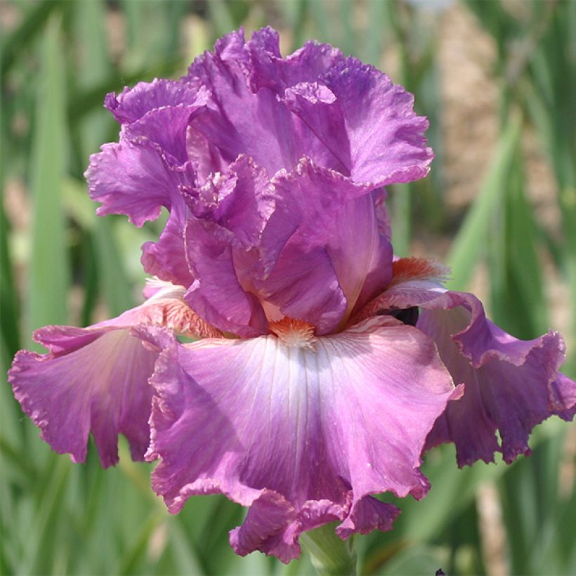Iris germanica Mallow dramatic (Floração)
