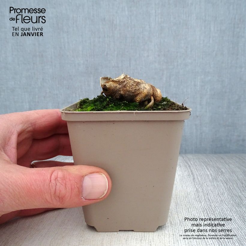 Amostra de Iris germanica Man from Rio - Iris des Jardins Godet de 8/9 cm tal como entregue no inverno