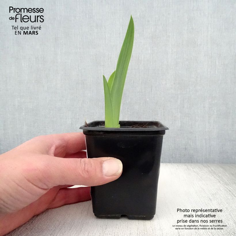 Amostra de Iris germanica Mariposa Autumn Vaso de 8/9 cm tal como entregue na primavera